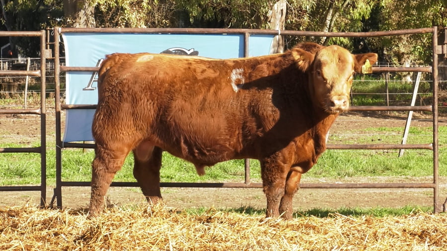 Lote TOROS ANGUS COLORADOS PC