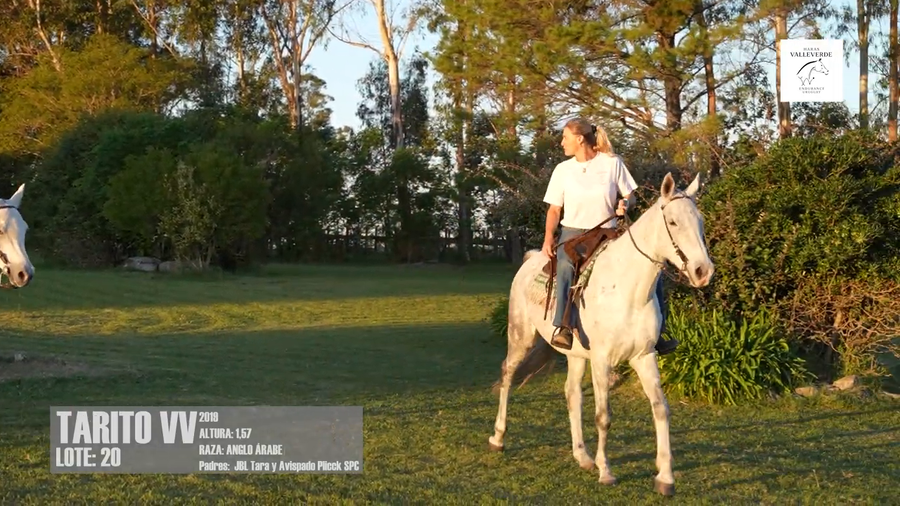 Lote TARITO VV