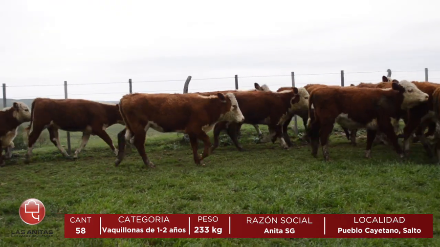 Lote Vaquillonas de 1-2 Años