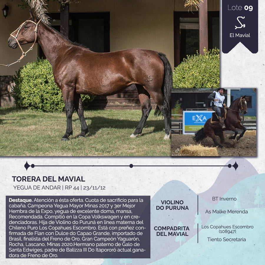 Lote TORERA DEL MAVIAL