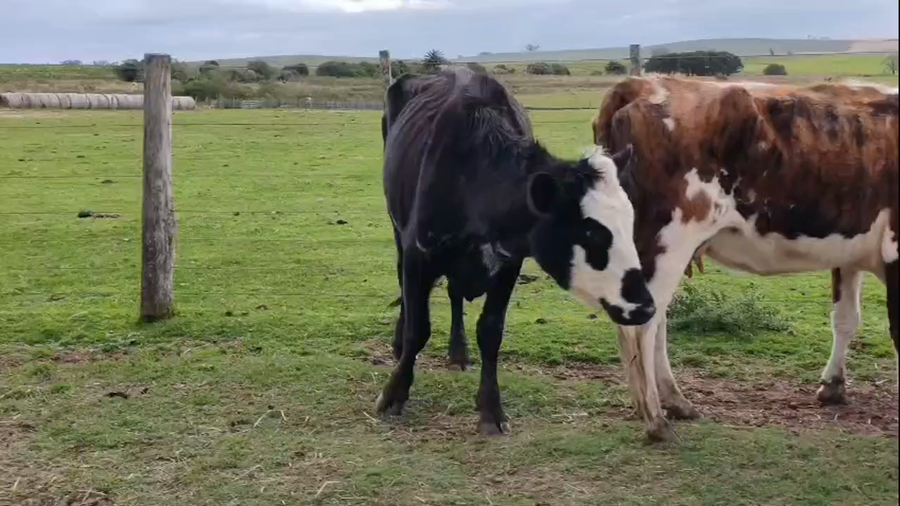 Lote 20 Piezas de cría a remate en Pantalla Camy 340kg - , San José
