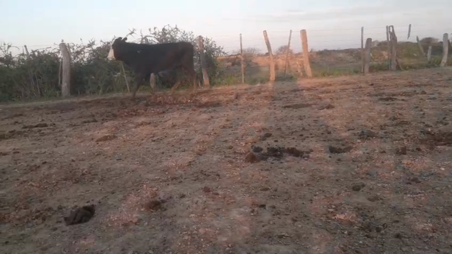 Lote 35 Novillitos