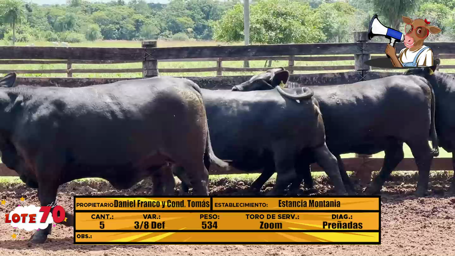 Lote LOTE 70 - EN VIVO