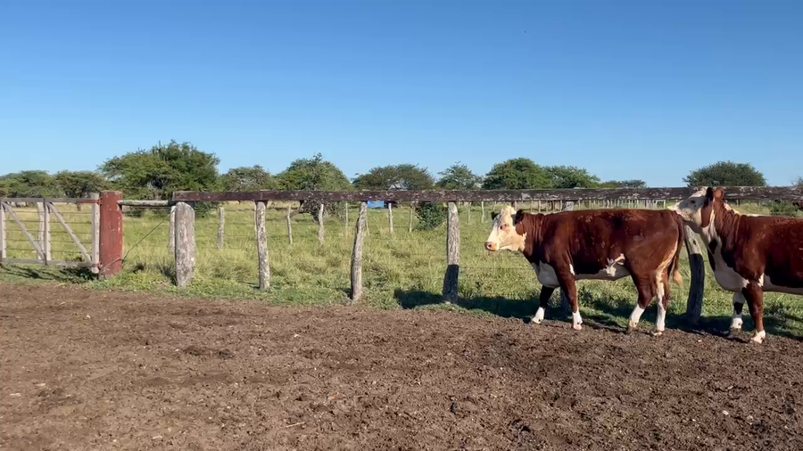 Lote 3 Vacas faena en Corrientes, Curuzú-Cuatiá