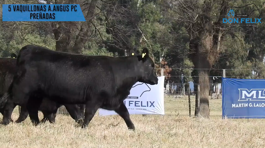 Lote "Cabaña ""Don Felix"" Vaquillonas PC"
