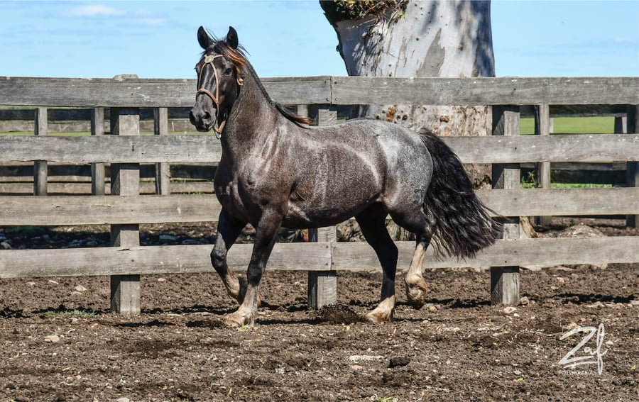 Lote Marca Ñaquiñá