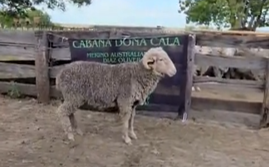Lote BORREGOS DL/2D