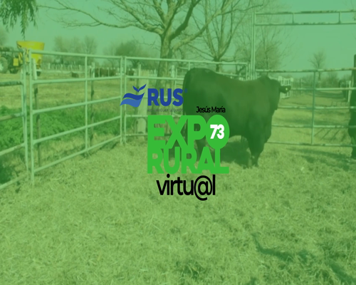 Lote TORO BRANGUS REG. DEFINITIVO