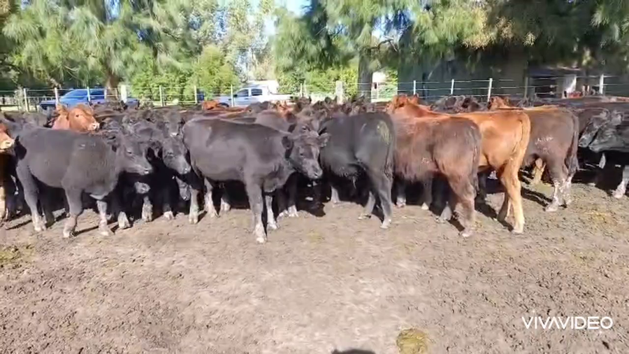 Lote 100 Terneros