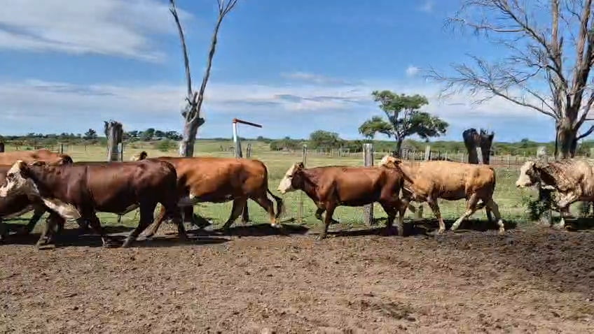 Lote 0 Vacas de invernar en Corrientes, Curuzu Cuatia