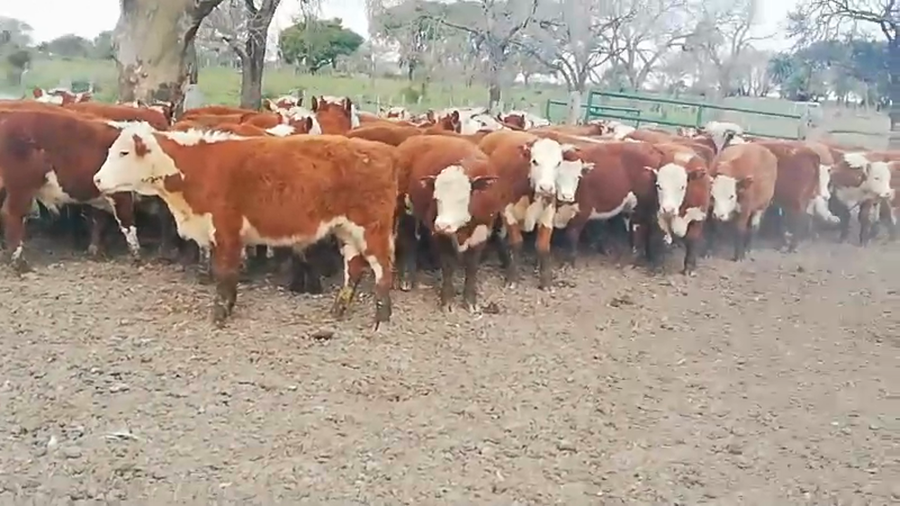 Lote 76 Terneros/as en Entre Ríos, Federal