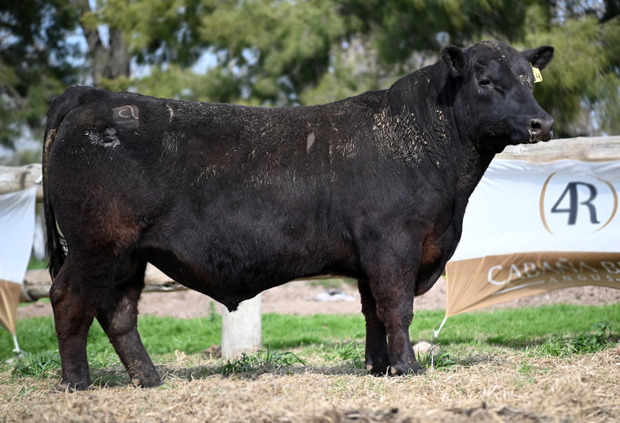 Lote TOROS PUROS CONTROLADOS