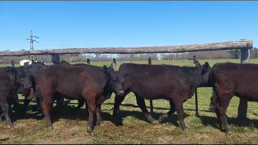 Lote 25 Terneras en Suipacha, Buenos Aires