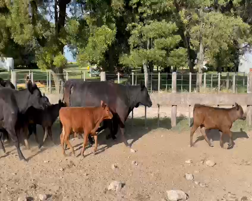 Lote 15 Vacas con Cria al pie MAS en Lobería, PBA .-