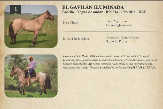 Lote El Gavilán Iluminada