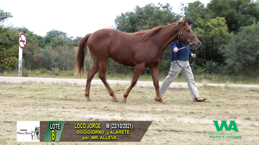 Lote LOCO JORGE