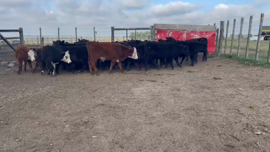 Lote 35 Terneros AA a remate en 4to remate ENTRE MARTILLOS 150kg -  en R 3 KM 132