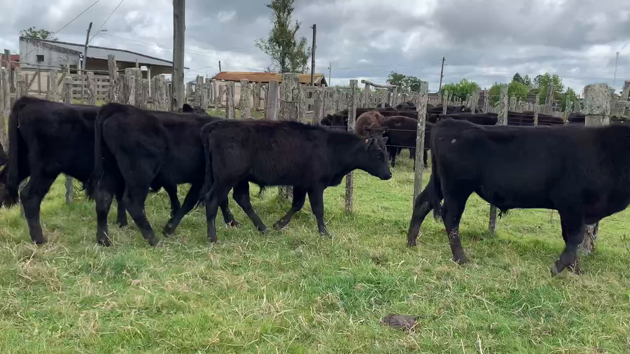 Lote 8 Terneros en Tupambaé, Cerro Largo