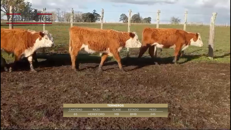 Lote 65 Terneros a remate en 6º Expo Nacional Hereford 245kg -  en Baqueanos