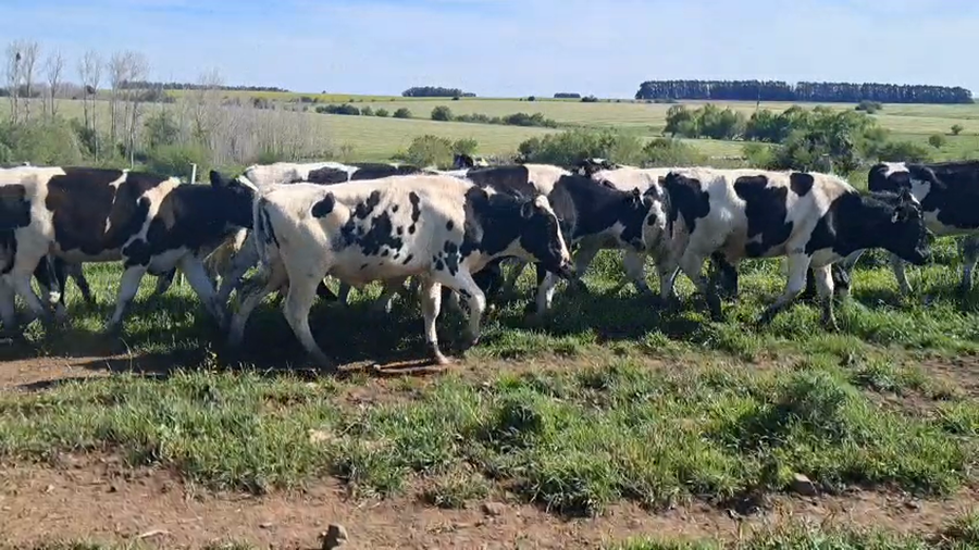 Lote NOVILLOS 1 a 2 AÑOS