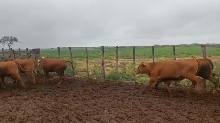 Lote 120 Novillitos