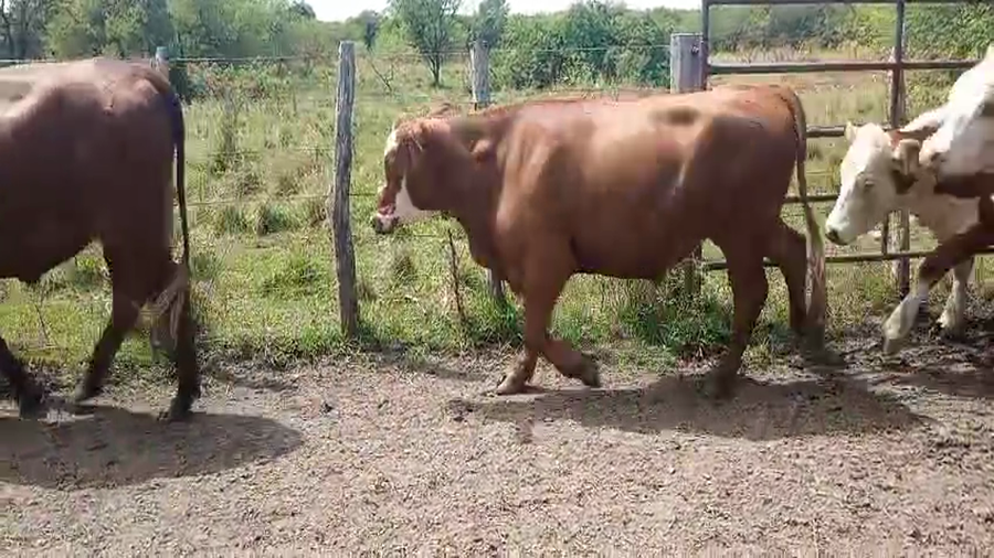 Lote 220 Novillos