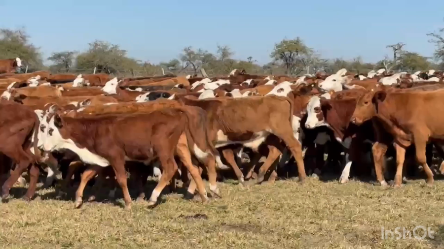 Lote 660 Terneros a término en Corrientes, Mercedes