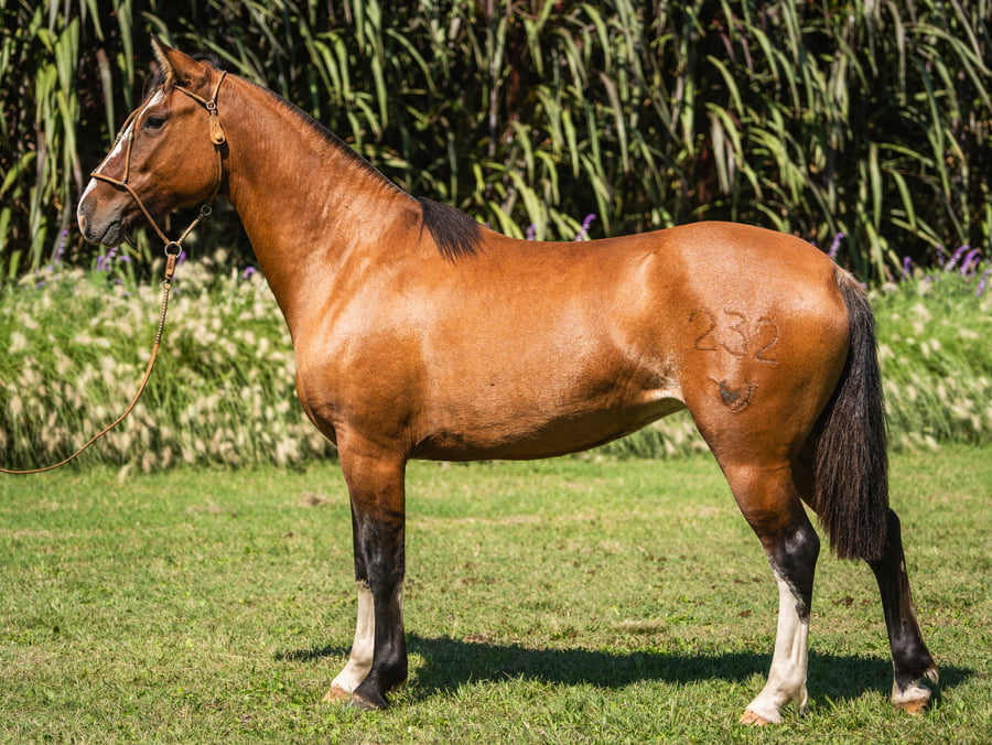 Lote Guirita Justicia