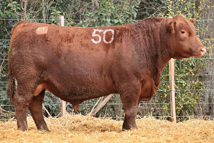 Lote TOROS ANGUS PC