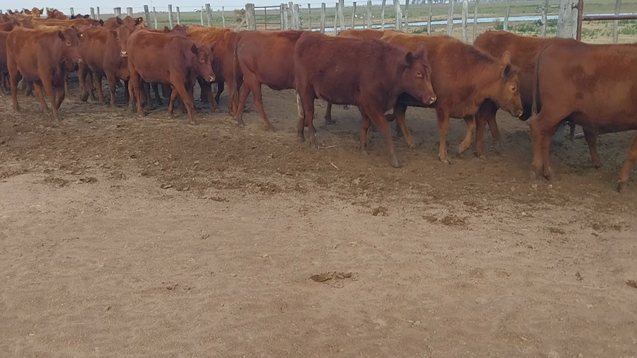 Lote 55 Vaquillonas C/ gtia de preñez