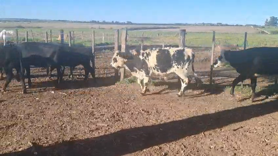 Lote NOVILLOS 1 a 2 AÑOS