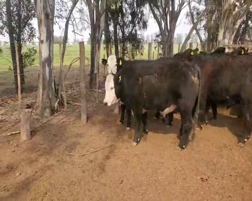 Lote 37 Novillos exportación en Realicó, La Pampa