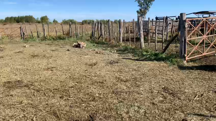 Lote 70 Terneras en Buenos Aires, Baradero