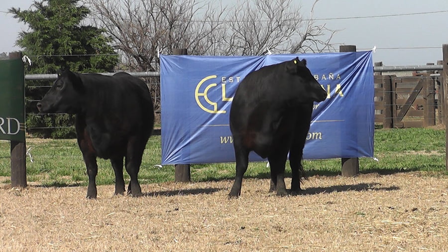 Lote VAQUILLONAS A. ANGUS PURO PEDIGREE