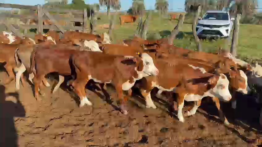 Lote 320 Terneros/as