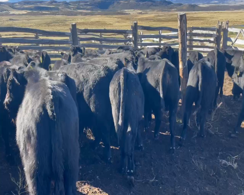 Lote 65 Ternero en Coyhaique, XI Región Aysén