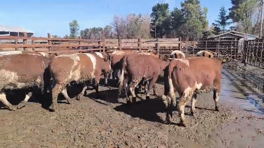 Lote 20 Vaquilla Gorda en Los Ángeles, VIII Región Biobío