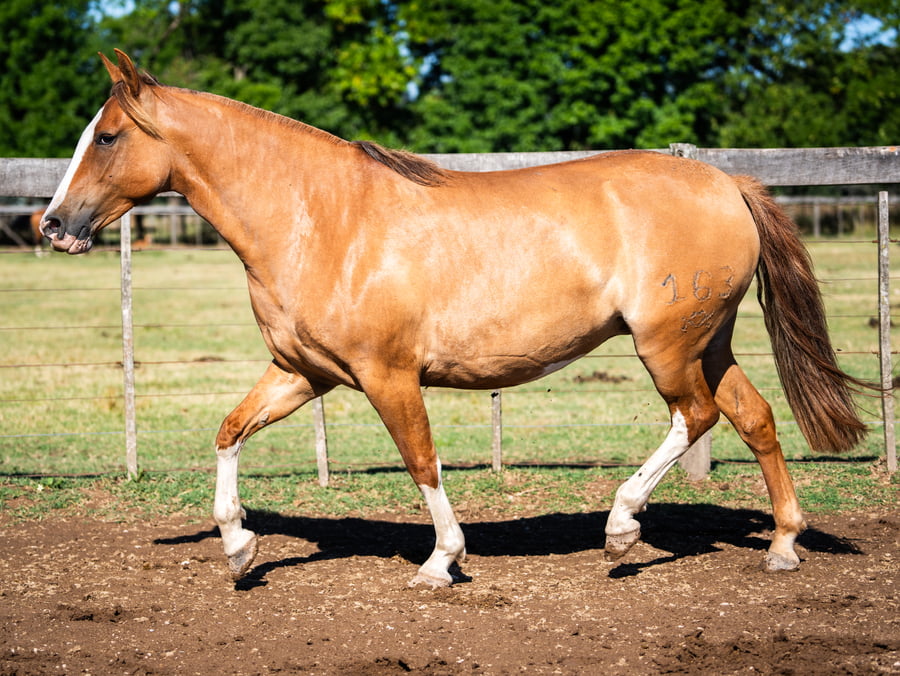Lote DEL SIETE JINETEADORA