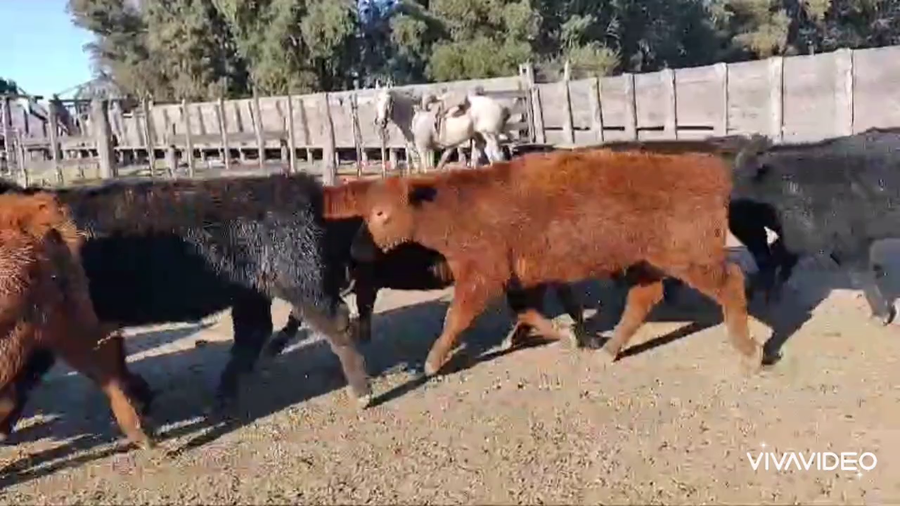 Lote 65 Terneros en Magdalena, Buenos Aires