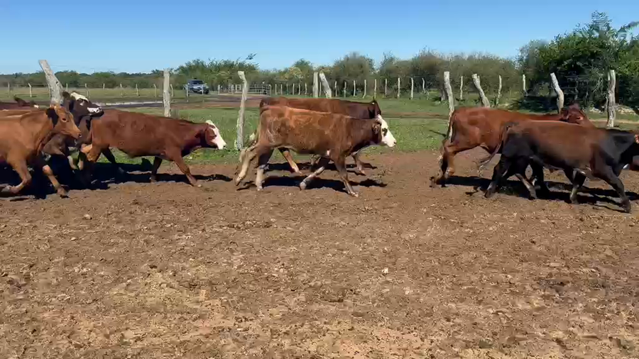 Lote 102 Terneros en Corrientes, Perugorría