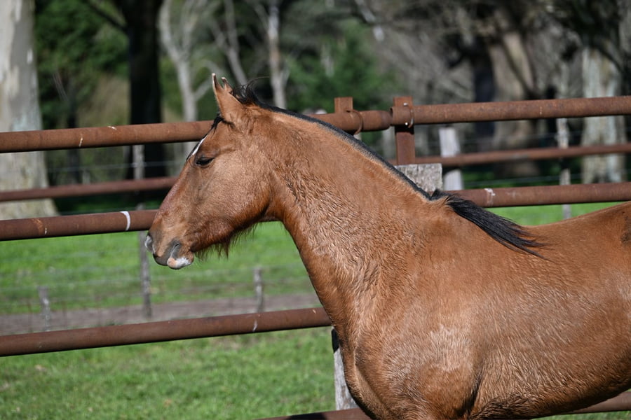 Lote ORACION REMEMBRANZA