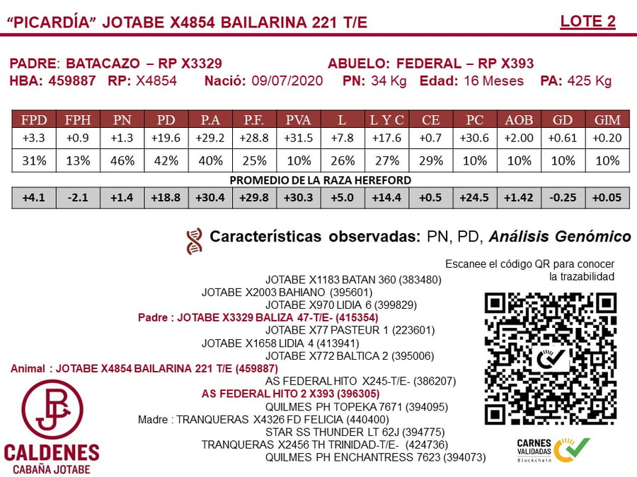 Lote TERNERAS PURAS DE PEDIGREE POLLED HEREFORD