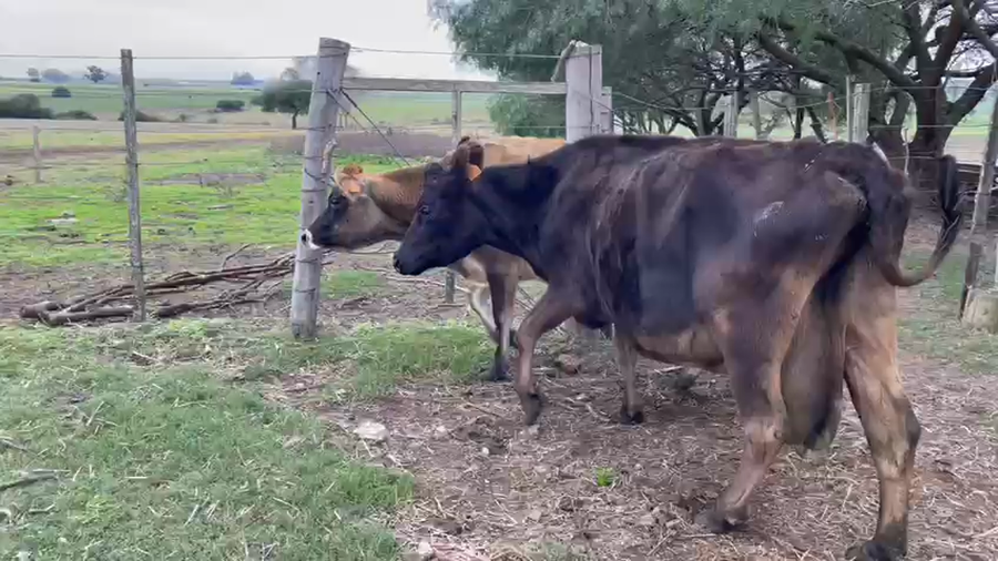 Lote 2 Vacas Servidas