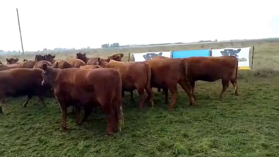 Lote 20 Vaquillonas P/ entorar en San Vicente, Buenos Aires