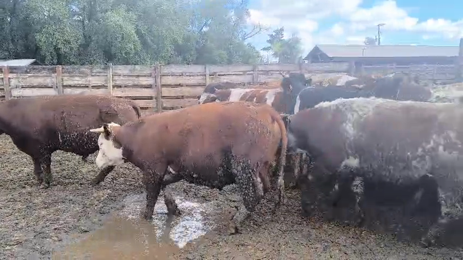 Lote 40 Novillo Gordo en Los Ángeles, VIII Región Biobío