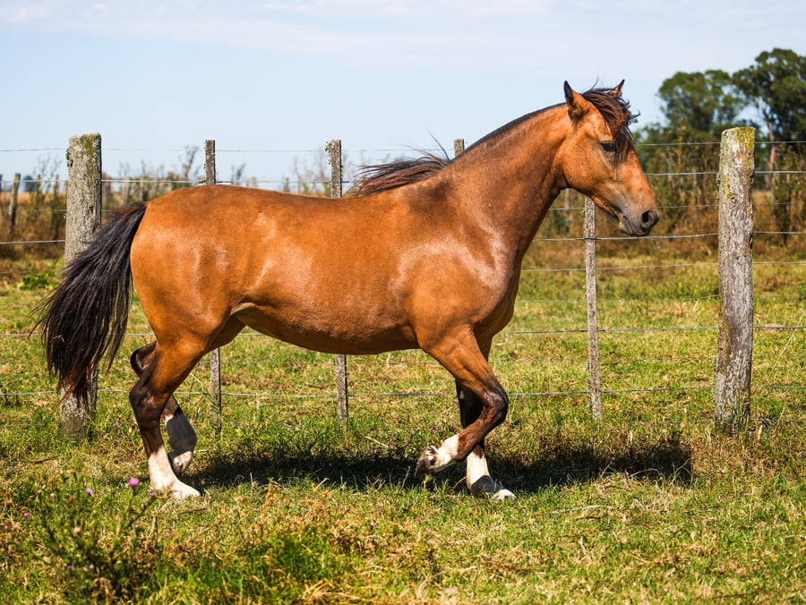 Lote SANTACRUCEÑA EMBLEMÁTICA
