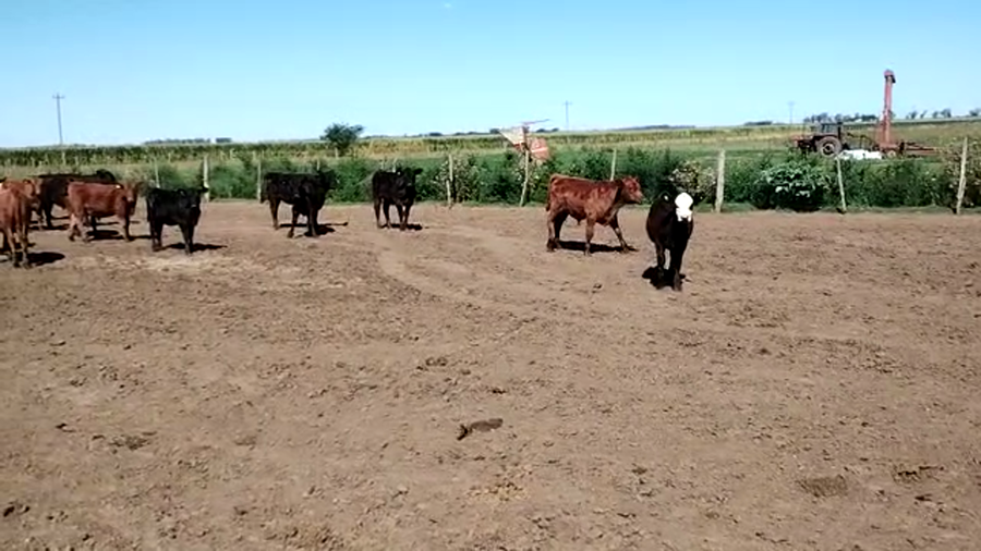 Lote 83 Terneros/as en Pehuajó, Buenos Aires