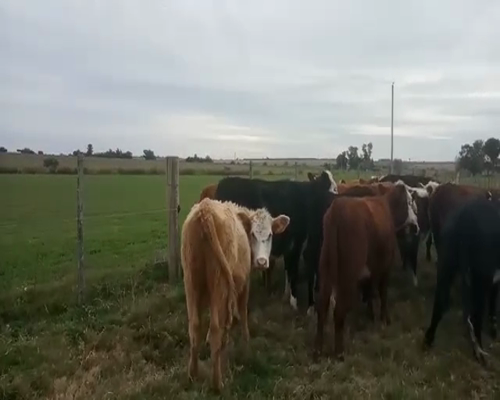 Lote 20 Vaquillonas  HOLANDO Y CRUZAS 260kg - , San José