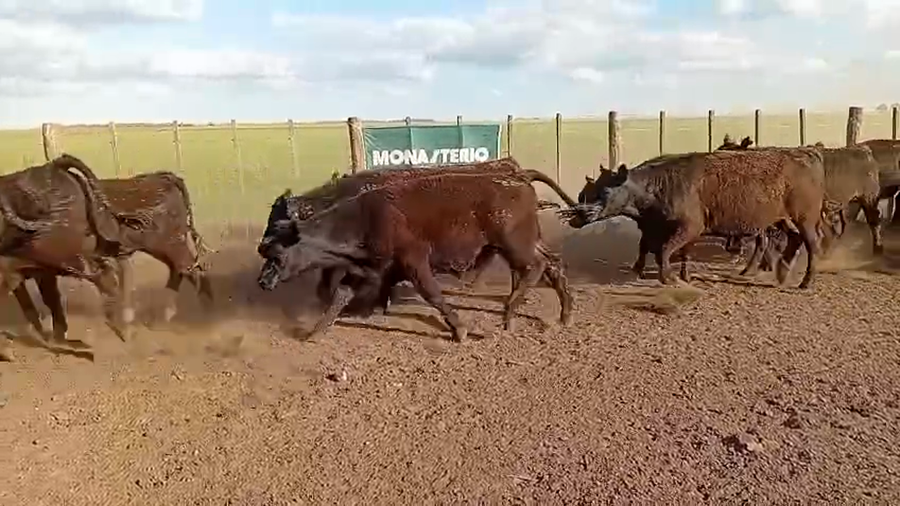 Lote 55 Novillitos en Benito Juárez