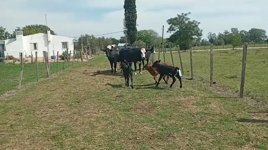 Lote 6 Piezas de cría Hereford y Cruzas a remate en Pantalla Camy 400kg - , San José
